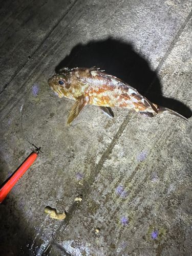 カサゴの釣果
