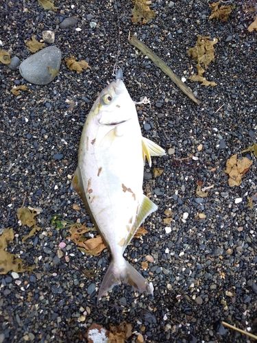 ショゴの釣果