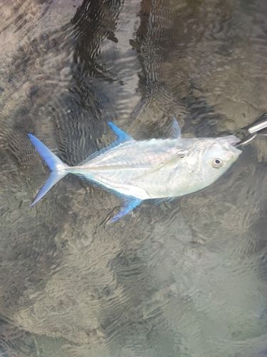 GTの釣果