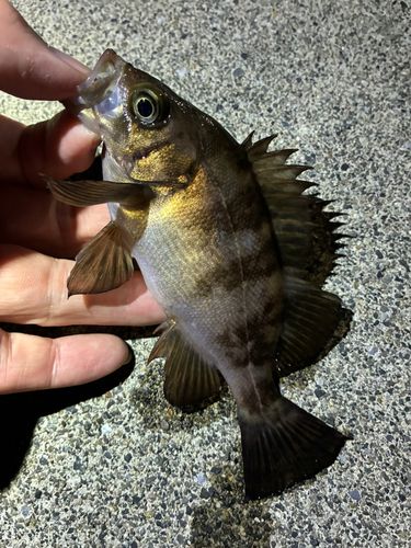 メバルの釣果