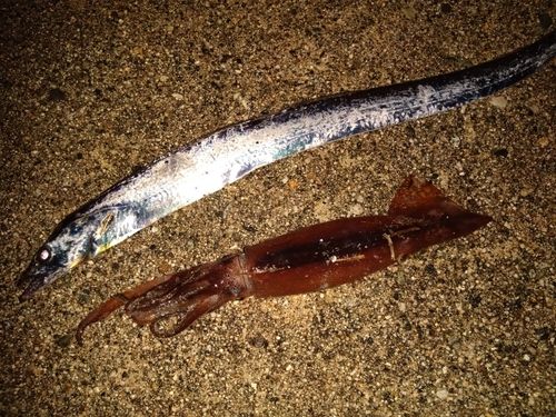タチウオの釣果