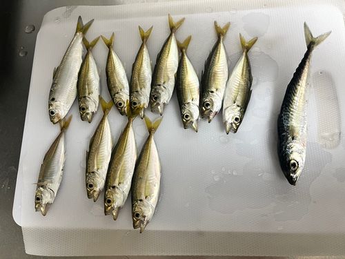 アジの釣果