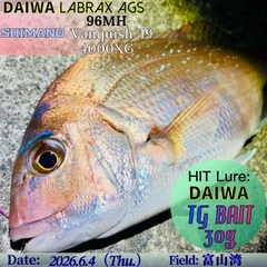 マダイの釣果
