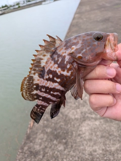 アコウの釣果