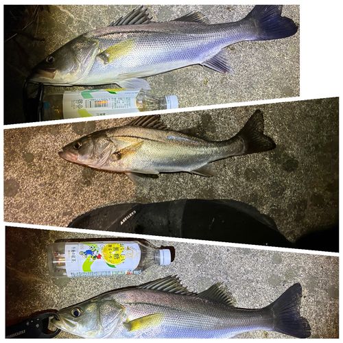 シーバスの釣果