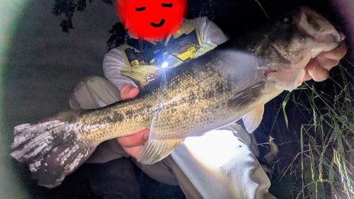 ブラックバスの釣果