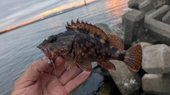 カサゴの釣果