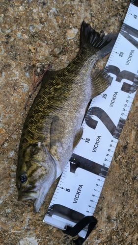 スモールマウスバスの釣果