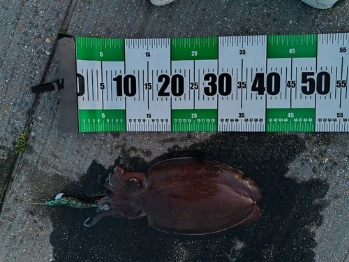 コウイカの釣果