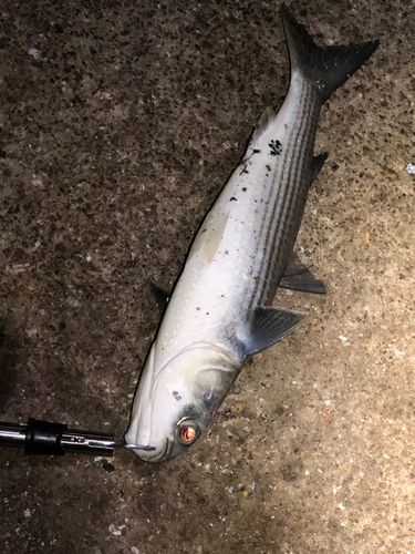 ボラの釣果