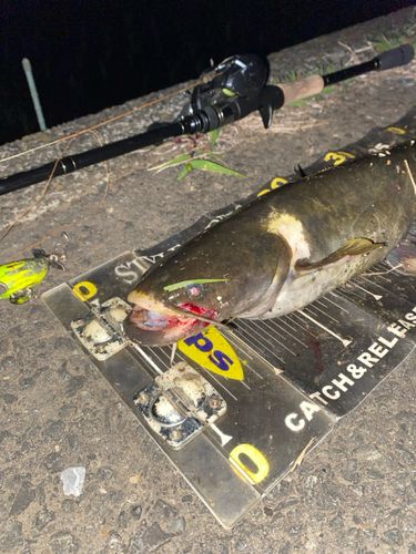 ナマズの釣果