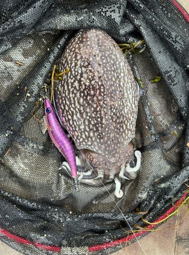 シリヤケイカの釣果