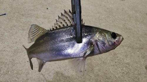 セイゴ（マルスズキ）の釣果