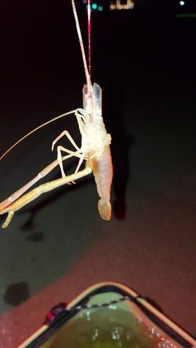 テナガエビの釣果