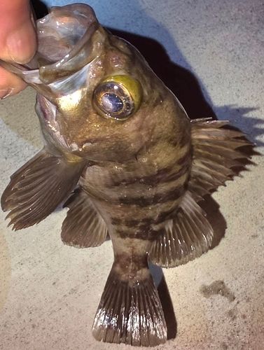 メバルの釣果