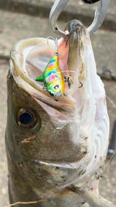 スズキの釣果