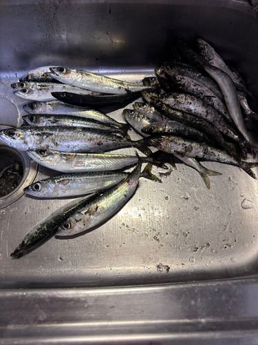 イワシの釣果