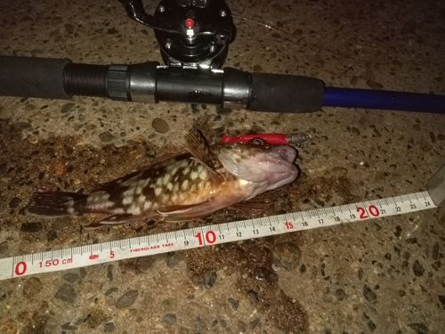 カサゴの釣果