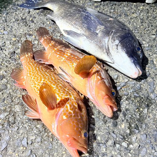 アコウの釣果