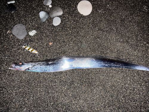 タチウオの釣果