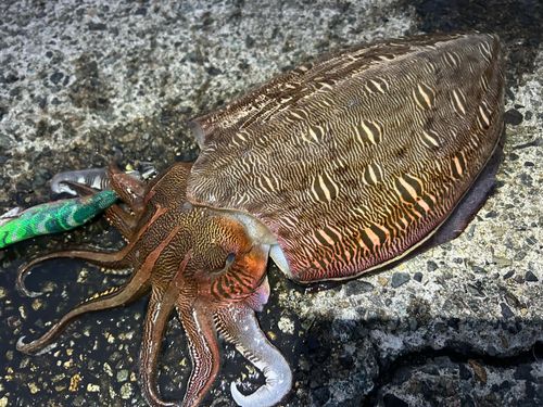 モンゴウイカの釣果