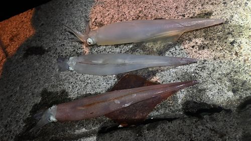ヤリイカの釣果