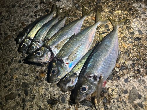 アジの釣果