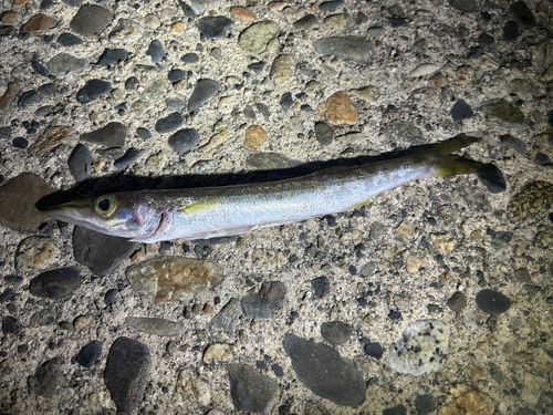 カマスの釣果