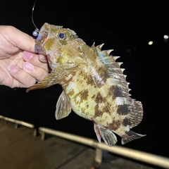 カサゴの釣果