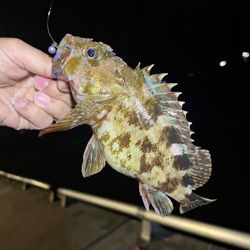 カサゴの釣果