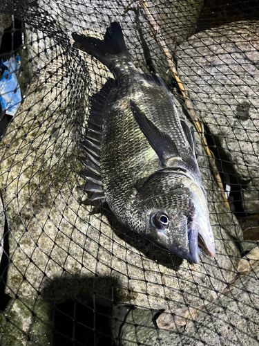 チヌの釣果