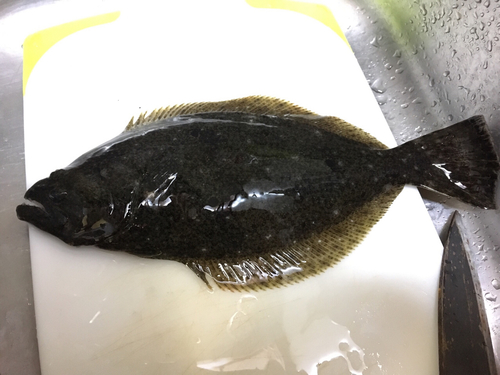 ソゲの釣果