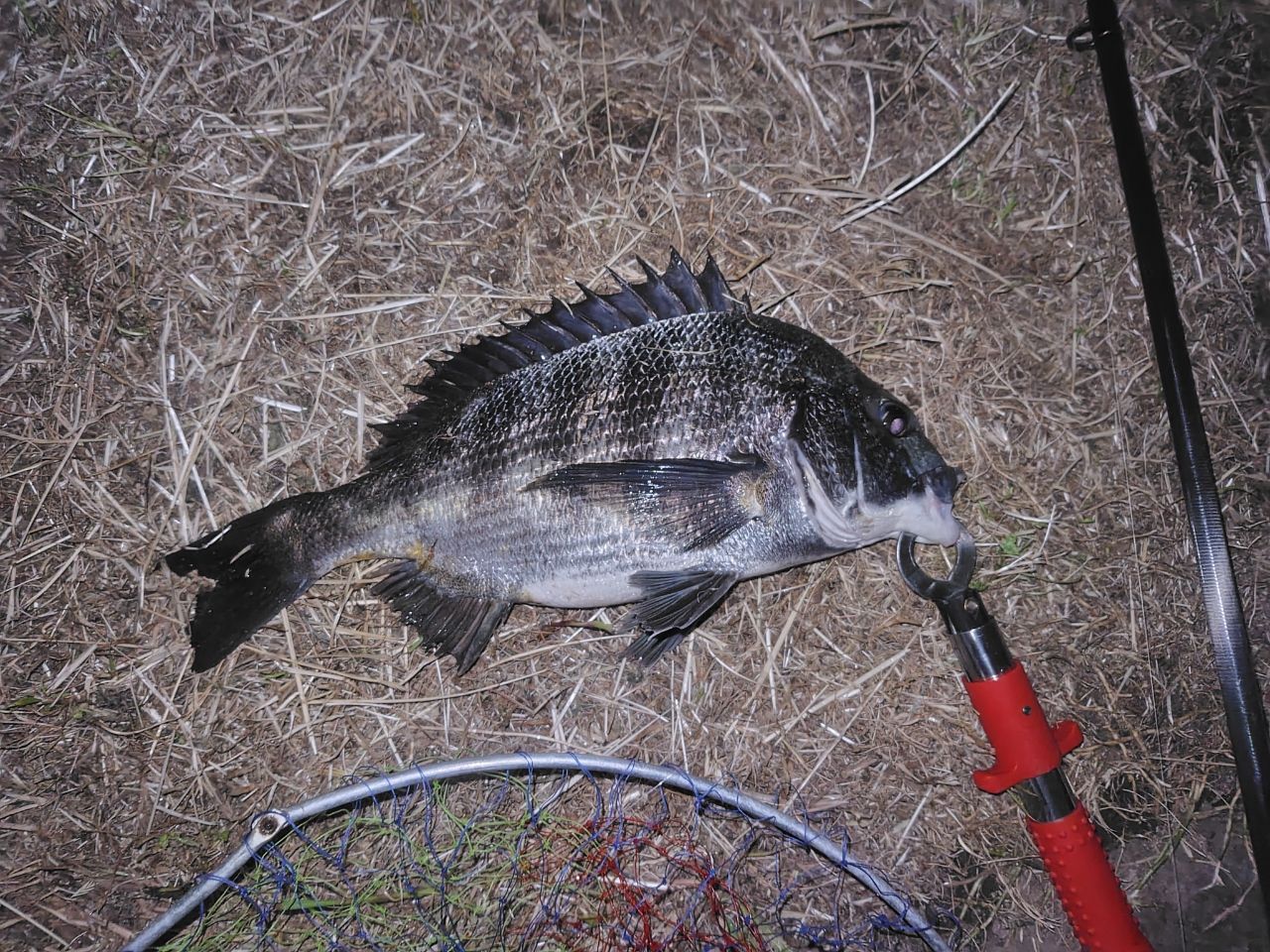DAIWA 18ルアーニスト 96MLの最安値・インプレ・釣果 | 本音の口コミが