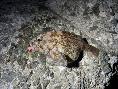 ソイの釣果