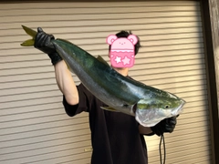 ブリの釣果