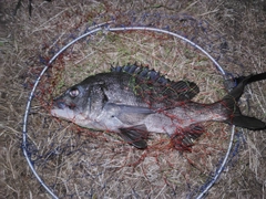 チヌの釣果