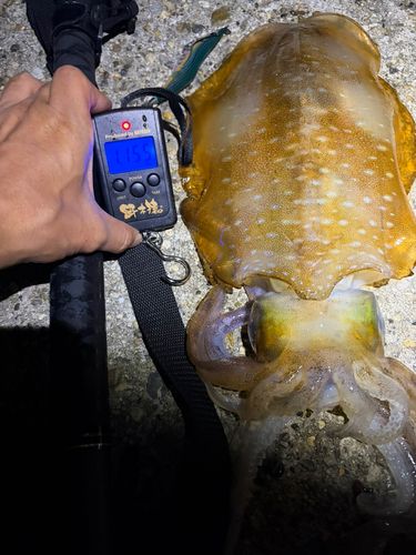 アオリイカの釣果
