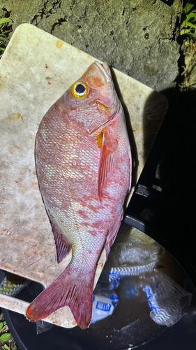 ヒメフエダイの釣果