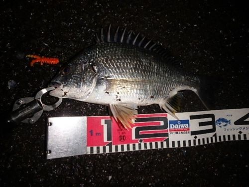 キビレの釣果
