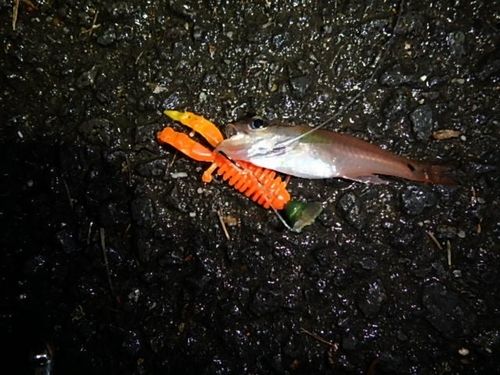 ネンブツダイの釣果