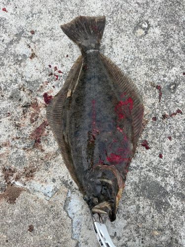 ヒラメの釣果