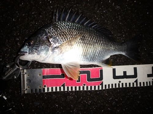 キビレの釣果