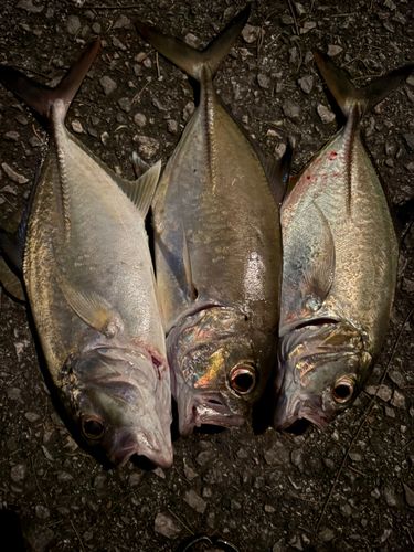 ギンガメアジの釣果