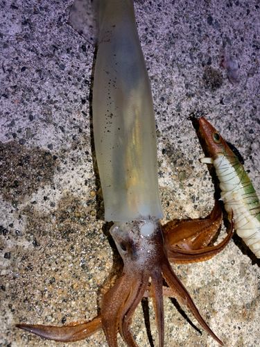 スルメイカの釣果