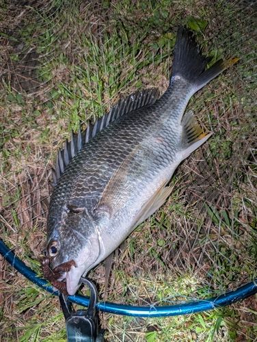 キビレの釣果