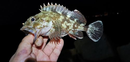 ガシラの釣果