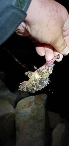 ガシラの釣果
