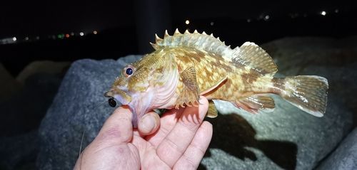 ガシラの釣果