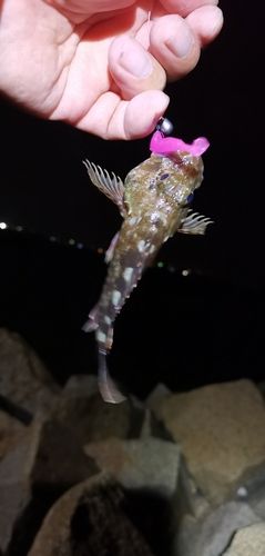 ガシラの釣果
