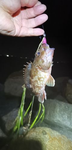ガシラの釣果